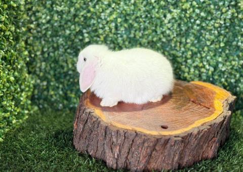 🐰 ¡Como un copito de nieve! Mini Lop Hembra – Granja Zipang ✨ - 3/4