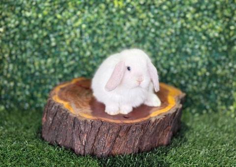 🐰 ¡Como un copito de nieve! Mini Lop Hembra – Granja Zipang ✨ - 4/4