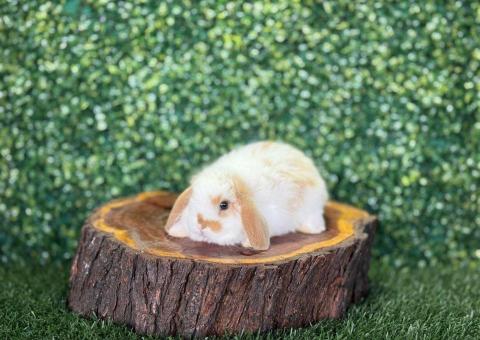 🐰 ¡Encanto Mariposa! Precioso Mini Lop Macho – Granja Zipang ✨ - 1/4