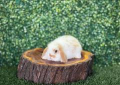 🐰 ¡Encanto Mariposa! Precioso Mini Lop Macho – Granja Zipang ✨