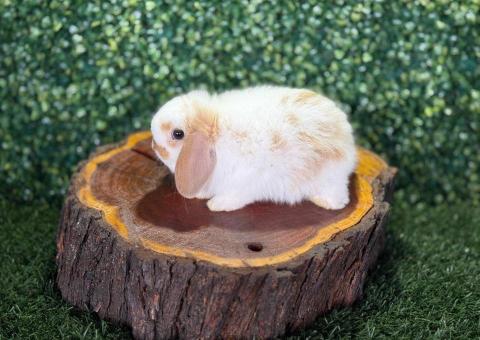 🐰 ¡Encanto Mariposa! Precioso Mini Lop Macho – Granja Zipang ✨ - 2/4
