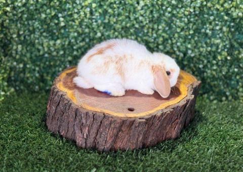 🐰 ¡Encanto Mariposa! Precioso Mini Lop Macho – Granja Zipang ✨ - 3/4