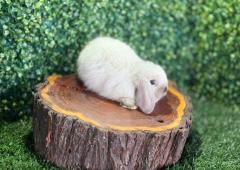 🐰 ¡Una dulzura de mirada serena! Mini Lop Hembra – Granja Zipang ✨
