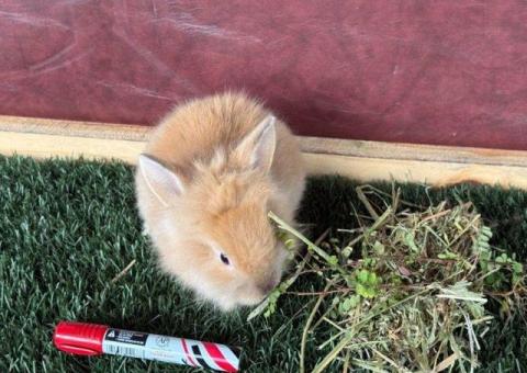 💙 Hermoso Cabeza de León Mini Macho - ¡Tamaño de bolsillo! - 1/4