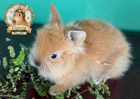 ¡Adorables facciones! Gazapo Lionhead Mini Macho en venta – Granja Zipang ✨