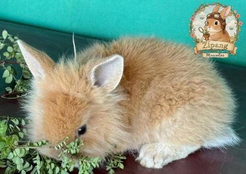 ¡La reina de la camada! Hermosa Lionhead Mini Hembra – Granja Zipang ✨ - 2/2