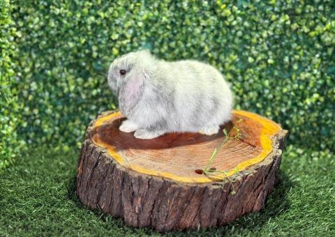 🐰¡Una bolita de algodón! Gazapa Mini Lop Hembra – Granja Zipang ✨ - 2/3