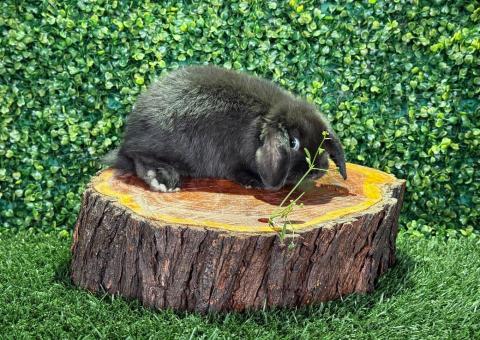 🐰 ¡Una belleza exótica y elegante! Mini Lop Hembra – Granja Zipang ✨ - 2/3