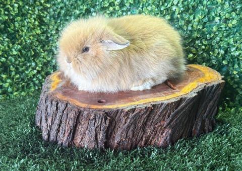 🐰 ¡Un peluche viviente! Hermoso Fuzzy Lop Macho – Granja Zipang ✨ - 3/4