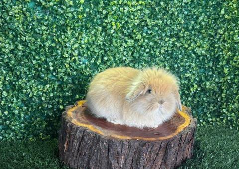 🐰 ¡Carisma y dulzura! Gazapo Fuzzy Lop Macho – Granja Zipang ✨ - 3/3