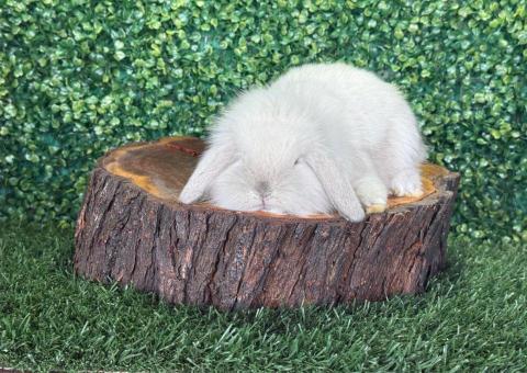 🐰 ¡Una auténtica nube de algodón! Fuzzy Lop Hembra – Granja Zipang ✨ - 4/4
