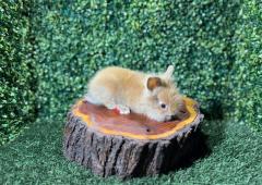 🐰¡Pequeño, audaz y carismático! Lionhead Mini Macho – Granja Zipang ✨