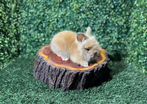 🐰¡Pequeño, audaz y carismático! Lionhead Mini Macho – Granja Zipang ✨ - 2/3