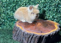 🐰¡Un rostro lleno de ternura! Lionhead Mini Macho – Granja Zipang ✨