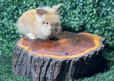 🐰¡Un rostro lleno de ternura! Lionhead Mini Macho – Granja Zipang ✨ - 2/4