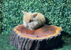 🐰¡Dulce y esponjoso! Gazapo Lionhead Mini Macho – Granja Zipang ✨