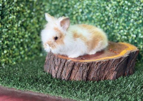 🐰Título: ¡Una combinación de colores encantadora! Lionhead Mini Hembra – Granja Zipang ✨ - 1/4