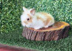 🐰Título: ¡Una combinación de colores encantadora! Lionhead Mini Hembra – Granja Zipang ✨