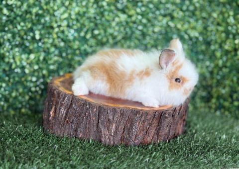 🐰Título: ¡Una combinación de colores encantadora! Lionhead Mini Hembra – Granja Zipang ✨ - 2/4