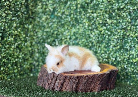 🐰Título: ¡Una combinación de colores encantadora! Lionhead Mini Hembra – Granja Zipang ✨ - 3/4
