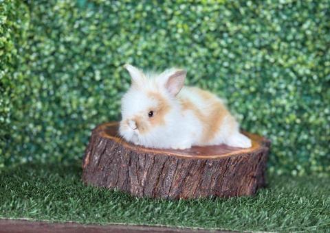 🐰Título: ¡Una combinación de colores encantadora! Lionhead Mini Hembra – Granja Zipang ✨ - 4/4