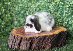 🐰¡Elegancia en tono arlequín! Hermosa Mini Lop Hembra – Granja Zipang ✨