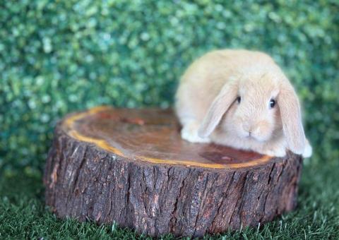 🐰 ¡Una dulzura de color arena! Mini Lop Hembra disponible – Granja Zipang ✨ - 1/4