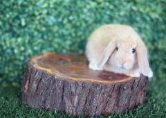 🐰 ¡Una dulzura de color arena! Mini Lop Hembra disponible – Granja Zipang ✨