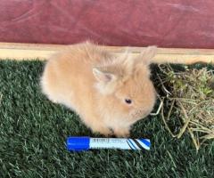 Precioso Gazapo Cabeza de León Mini Macho - ¡Excelente Genética!
