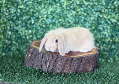 🐰 ¡Una dulzura de color arena! Mini Lop Hembra disponible – Granja Zipang ✨ - 4/4