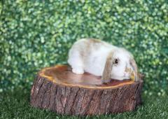 🐰¡Encanto, ternura y suavidad! Gazapa Mini Lop Hembra – Granja Zipang ✨