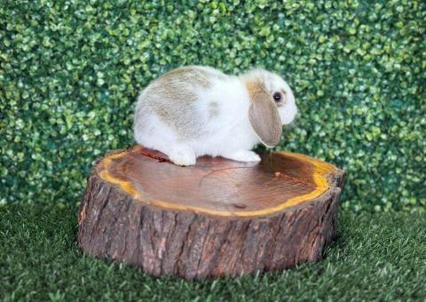 🐰¡Encanto, ternura y suavidad! Gazapa Mini Lop Hembra – Granja Zipang ✨ - 3/3