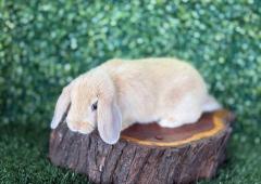 🐰¡Como un muñeco de peluche! Preciosa Mini Lop Hembra – Granja Zipang ✨