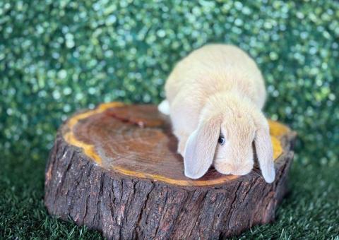 🐰¡Como un muñeco de peluche! Preciosa Mini Lop Hembra – Granja Zipang ✨ - 2/4