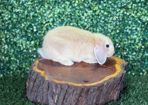 🐰¡Como un muñeco de peluche! Preciosa Mini Lop Hembra – Granja Zipang ✨ - 4/4