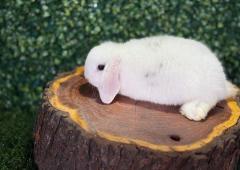 🐰 ¡Suavidad y elegancia total! Mini Lop Hembra – Granja Zipang ✨