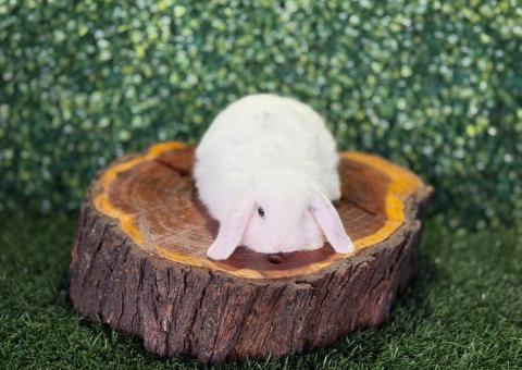 🐰 ¡Suavidad y elegancia total! Mini Lop Hembra – Granja Zipang ✨ - 2/4
