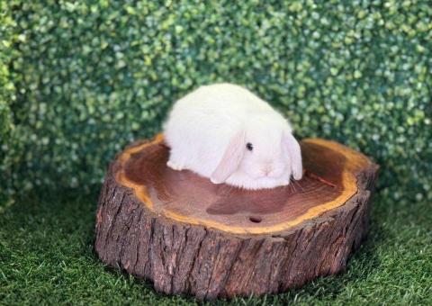 🐰 ¡Como un copito de nieve! Mini Lop Hembra – Granja Zipang ✨ - 2/4